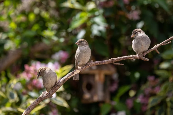 Ein Paar Sperlingsvögel Auf Einem Hölzernen Ast — Stockfoto