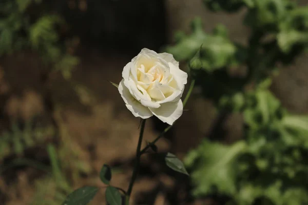 Gros Plan Une Rose Blanche Qui Fleurit Dans Jardin — Photo