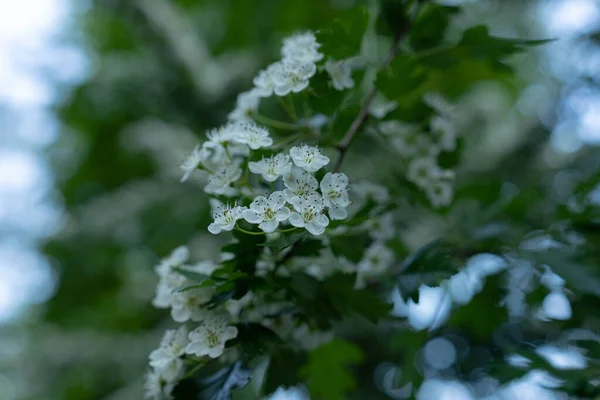Уличный Цвет Неба Белый Цветок — стоковое фото