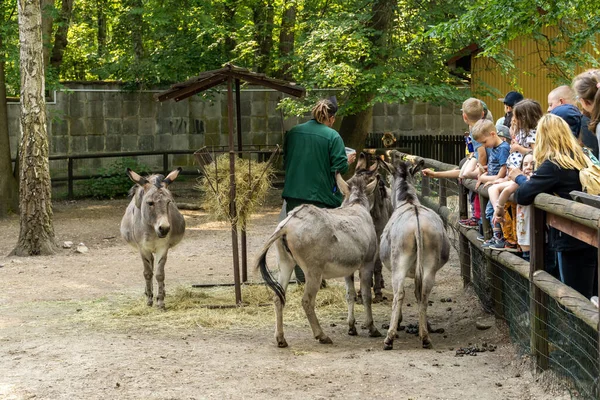 在波兰波兹南 当一个男人正在谈论新动物园里的动物时 人们正在木制栅栏后面看驴子 — 图库照片