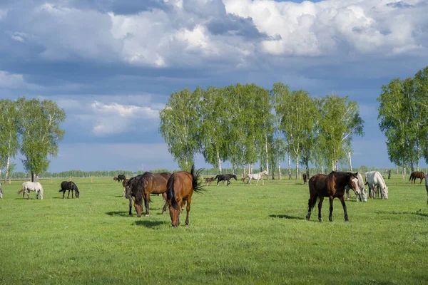 Letni Krajobraz Końmi Pasącymi Się Zielonej Łące — Zdjęcie stockowe