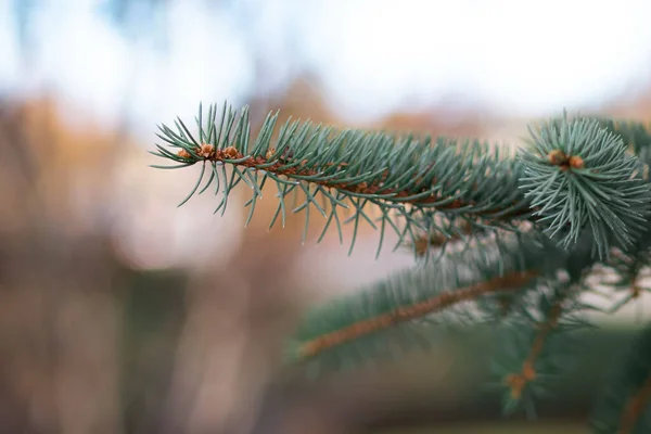 Een Close Shot Van Groene Sparren Bladeren — Stockfoto