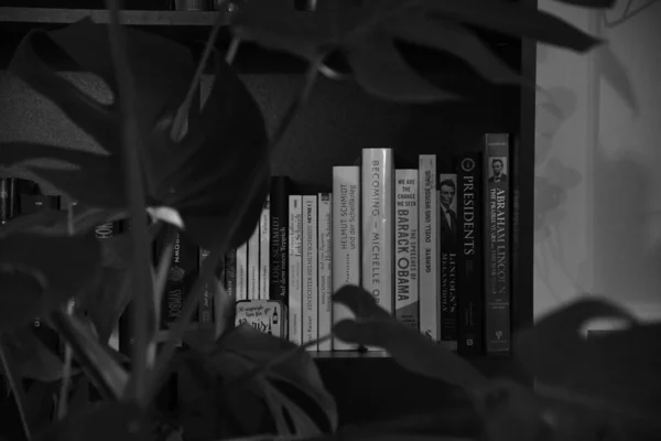 Kitap Rafındaki Politika Kitapları Bitkilerle Kaplı — Stok fotoğraf