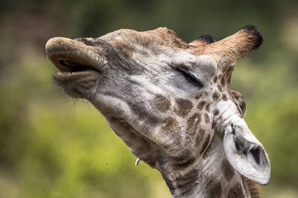 Beautiful Shot Head Giraffe Pilansberg Nature Reserve — Stock Photo, Image