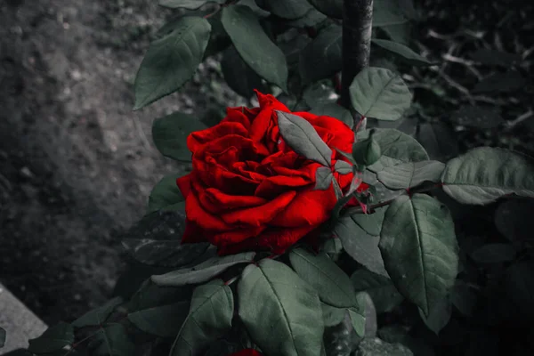 Zdjęcie Bliska Czerwonej Róży Kwitnącej Ogrodzie Atenach Grecja — Zdjęcie stockowe