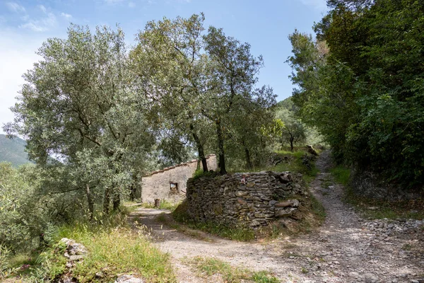 Yeşil ormanın kırsal kesiminde sıkışık bir yol.