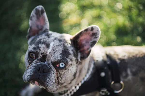 Egy Imádnivaló Francia Bulldog Különböző Színű Szemekkel Zöld Füvön Pihen — Stock Fotó
