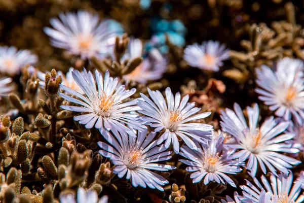 Drosanthemum Çiçeklerinin Seçici Odak Noktası — Stok fotoğraf