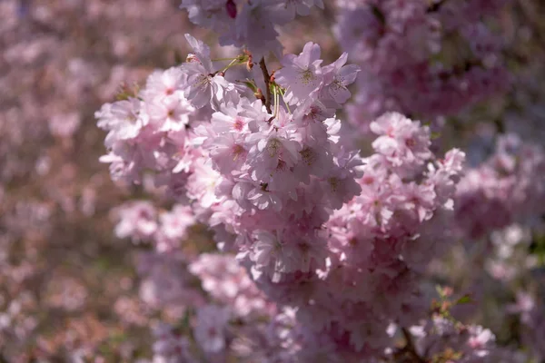 Een Close Van Sakura Bomen Bloeien Het Zonlicht Het Voorjaar — Stockfoto