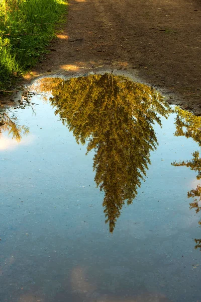 Отражение Дерева Воде — стоковое фото