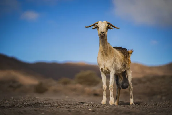 Una Vista Panorámica Una Cabra Pequeña Una Zona Rural Fondo — Foto de Stock