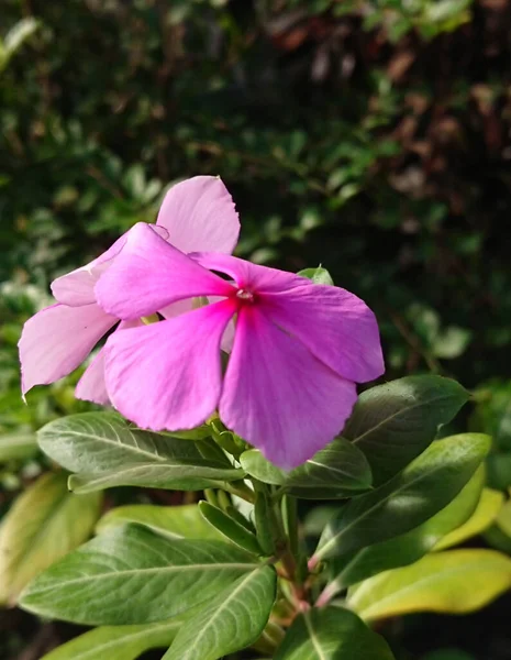 ピンク色のヒマラヤン バルサムの花の垂直閉鎖ショット — ストック写真