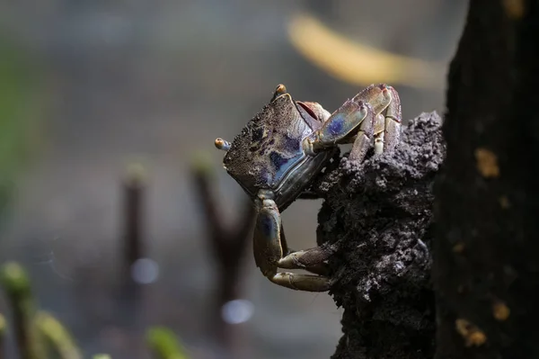 Een Close Van Een Echte Krab Een Boomstam — Stockfoto