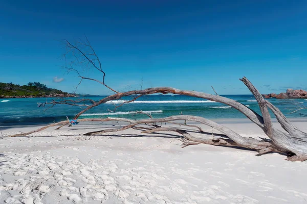Albero Caduto Sulla Sabbia Bianca Della Spiaggia Petite Anse Isola — Foto Stock