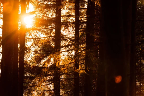Ormandaki ağaçların arasından süzülen parlak güneş ışığı. Vaud, İsviçre.