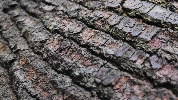 割れ木の樹皮の質感のクローズアップショット — ストック写真