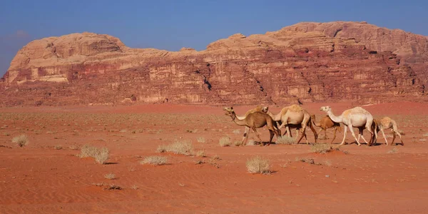 Esta Foto Mostraba Grupo Camellos Wadi Rum Jordan — Foto de Stock