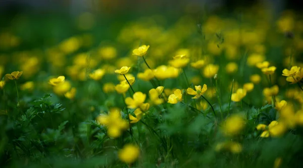 Μια Επιλεκτική Φωτογραφία Κίτρινα Λουλούδια Ανθίζουν Πράσινο Γρασίδι Ένα Χωράφι — Φωτογραφία Αρχείου