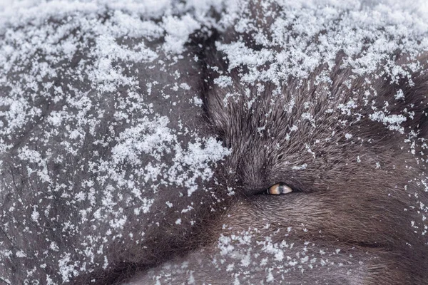 Een Dichtbij Shot Van Een Oog Van Een Harige Poolvos — Stockfoto