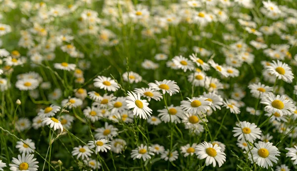 Mesmerizing View Field Daisies — Stock Photo, Image