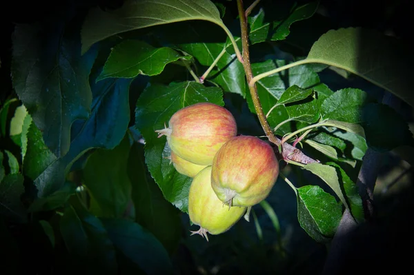 Imagen Muestra Primer Plano Manzanas Inmaduras Pequeñas Crecimiento Árbol Scena — Foto de Stock