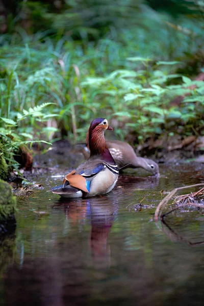 Eine Vertikale Selektive Fokusaufnahme Einer Entzückenden Mandarin Ente Flachen Teil — Stockfoto