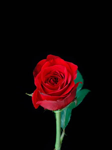 Plan Vertical Une Belle Rose Rouge Isolée Sur Fond Noir — Photo