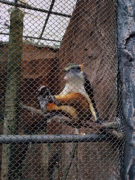 Tahtaya Oturmuş Hayvanat Bahçesi Kafesinde Kameraya Bakan Renkli Bir Maymun — Stok fotoğraf