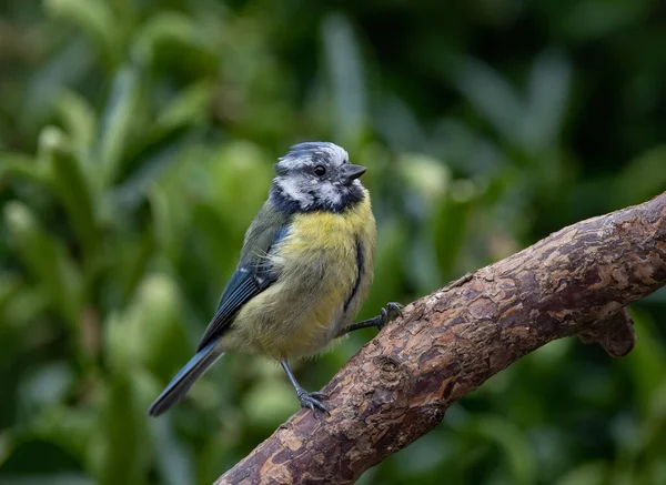 A selective focus shot of an adorable Eurasian blue tit perched on a wooden branch on a blurred background of a garden