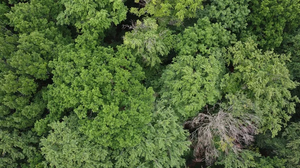 Uma Vista Panorâmica Uma Bela Floresta Verde Alemanha — Fotografia de Stock