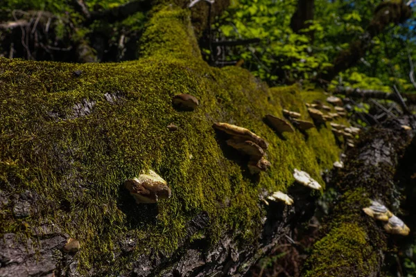 苔むした丸太の上で育った野生の真菌のクローズアップ — ストック写真