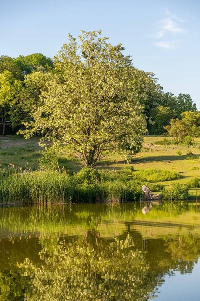 Göle yansıyan ağaç ve bitkilerin dikey görüntüsü..