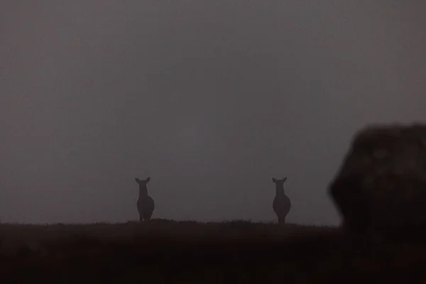 Beautiful Shot Red Deer Hiding Misty Moor Scotland — Stock Photo, Image
