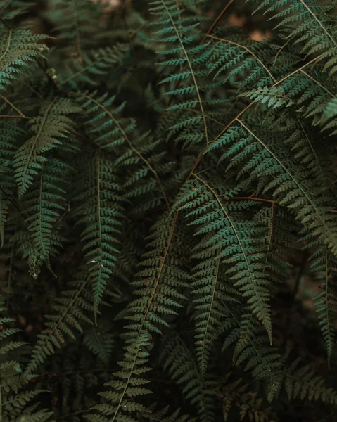 Ormandaki eğrelti otları