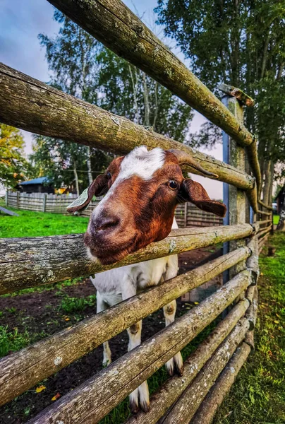 Zbliżenie Owcy Spoglądającej Kamerę Drewnianej Bramy — Zdjęcie stockowe