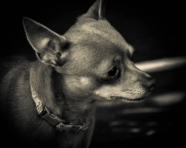 Szary Ujęcie Smutnego Chihuahua Kołnierzem — Zdjęcie stockowe
