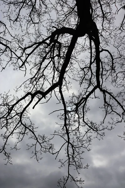 Plano Vertical Ángulo Bajo Una Silueta Ramas Árbol Fondo Cielo —  Fotos de Stock