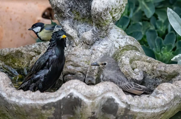 Close Alguns Estorninhos Comuns Uma Antiga Fonte Pássaros — Fotografia de Stock