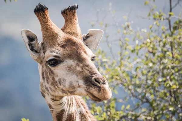 A beautiful shot of the head of a giraffe at Pilansberg Nature Reserve