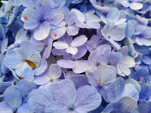 Närbild Skott Blommande Lila Hortensia Blommor — Stockfoto