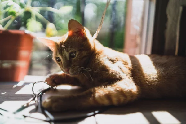 一只可爱的小猫用绳子玩耍的特写镜头 — 图库照片
