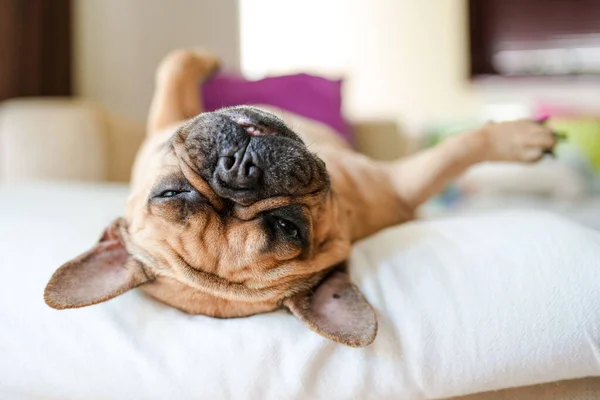 Närbild Bild Sömnig Fransk Bulldog Liggande Sängen Suddig Bakgrund — Stockfoto