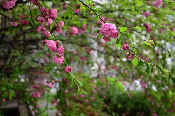 昼間の桜の美しいショット — ストック写真