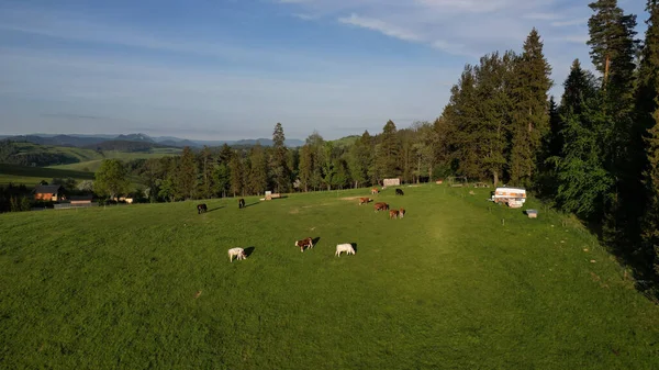 Ein Blick Von Oben Auf Kühe Auf Dem Feld — Stockfoto