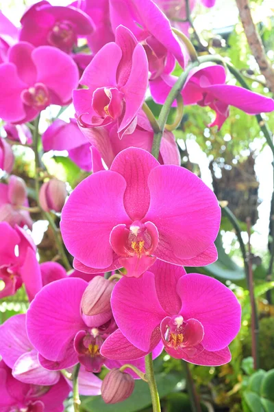 Фаленопсис Широко Известный Орхидеи Моль Являются Одними Самых Популярных Орхидей — стоковое фото