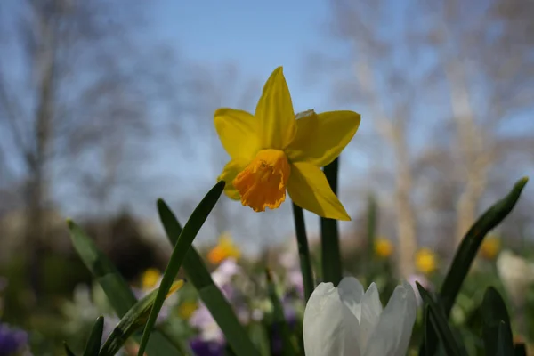 Een Closeup Van Een Narcis Bloem Een Blauwe Lucht Achtergrond — Stockfoto