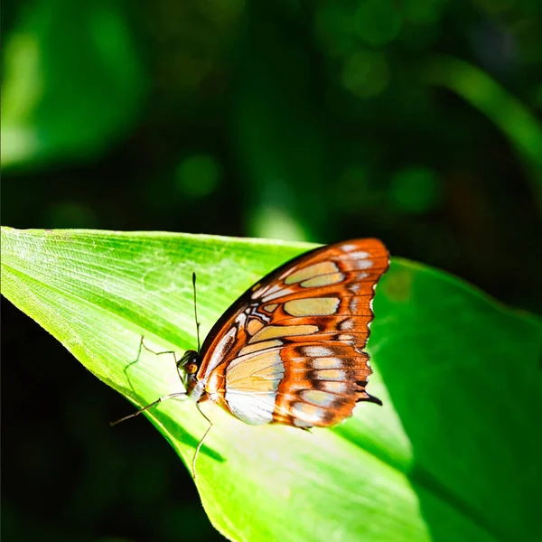 Butterflies Beautiful Plants While Lingering Sunshine — Stock Photo, Image