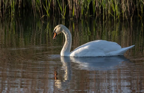 Tiro Foco Seletivo Cisne Gracioso Flutuando Lago — Fotografia de Stock