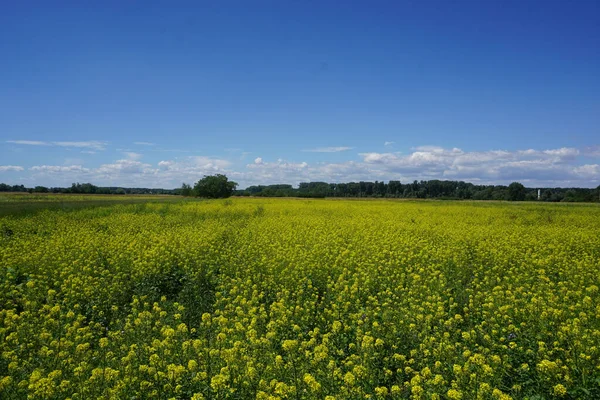 Scenic Shot Mustard Plantation Field — Stock Photo, Image