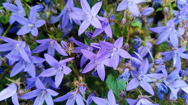 Çiçek açan Sırp çan çiçeklerinin (Campanula poscharskyana)